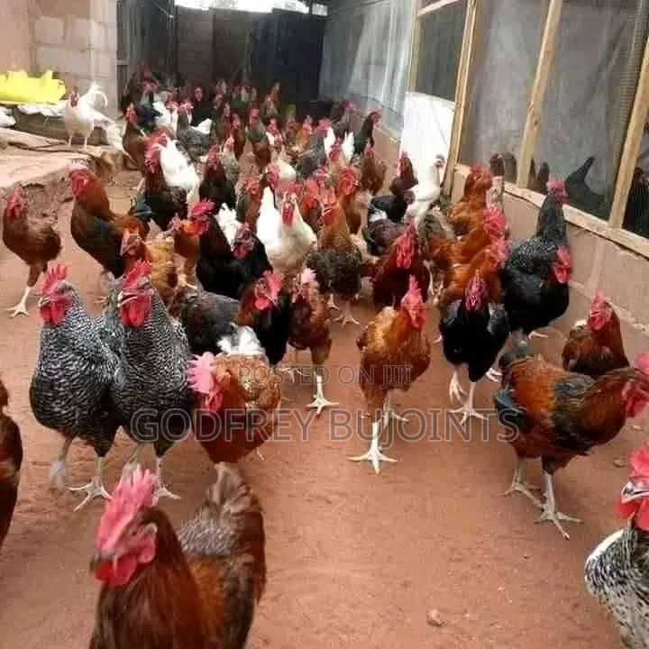 Chicks and Feeds