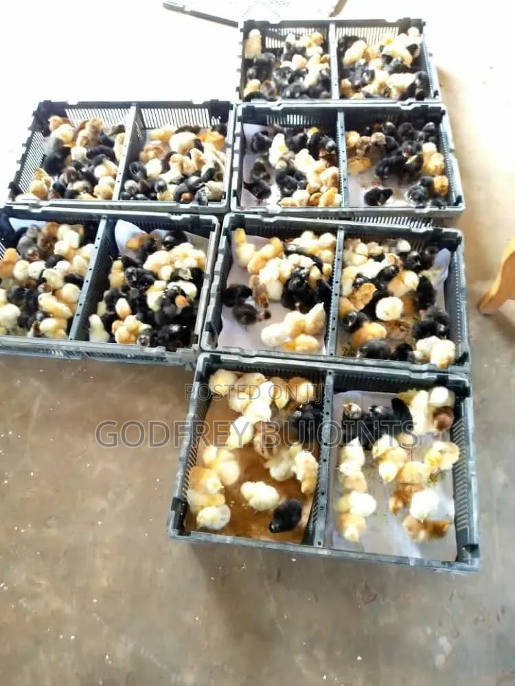 Chicks and Feeds