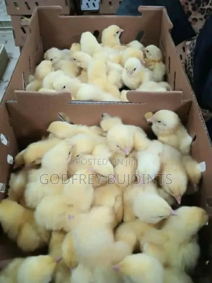 Chicks and Feeds