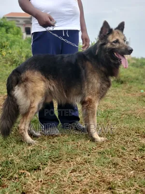 1+ year Male Purebred German Shepherd