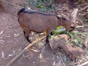 Pregnant Goat on Sell