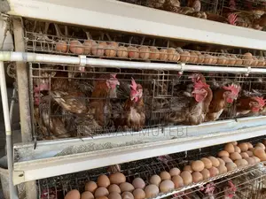 Imported Poultry Cages