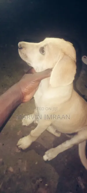 1-3 months Male Mixed Breed Boerboel