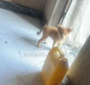 1-3 months Female Purebred German Shepherd