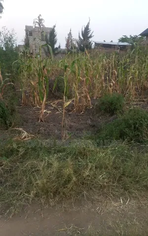 50 by 100ft at 25m Mbarara Rwobuyenje