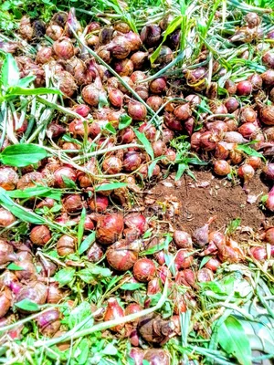 Levi Wolvy Ug Ltd - Direct Farmer-buyer Connections