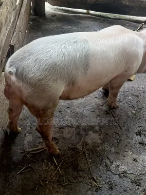 Pigs For Breeding (Cross Of Cg36/F1 Semen)