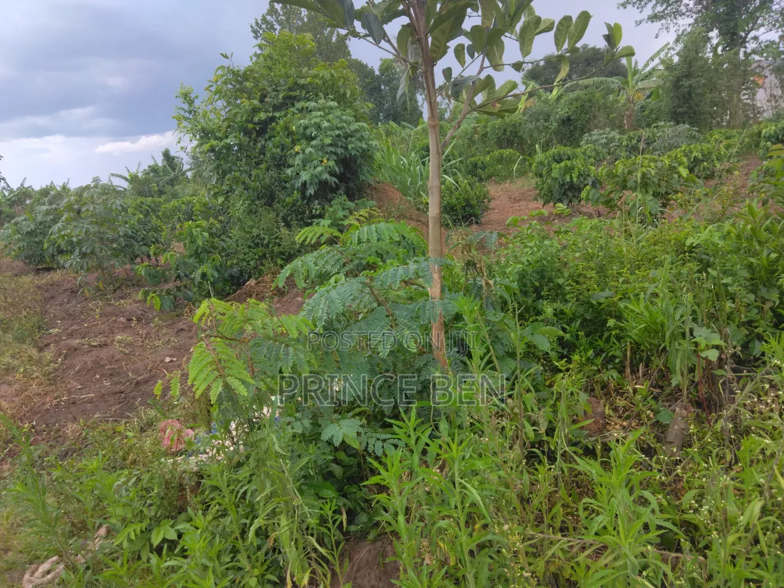 Plots 50ft by 100ft for Sell