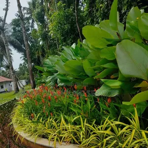 Flower Bed Designing