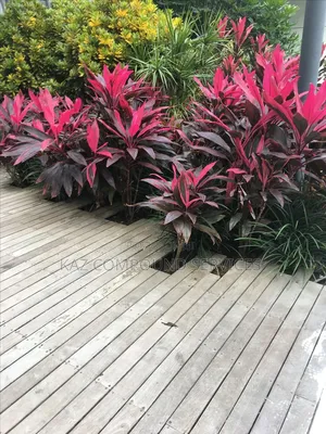 Flower Bed Designing