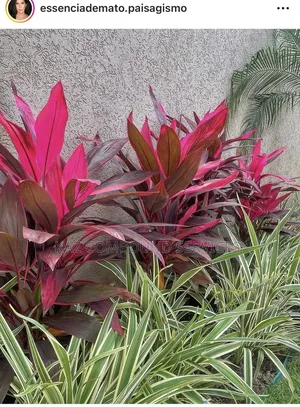 Flower Bed Designing