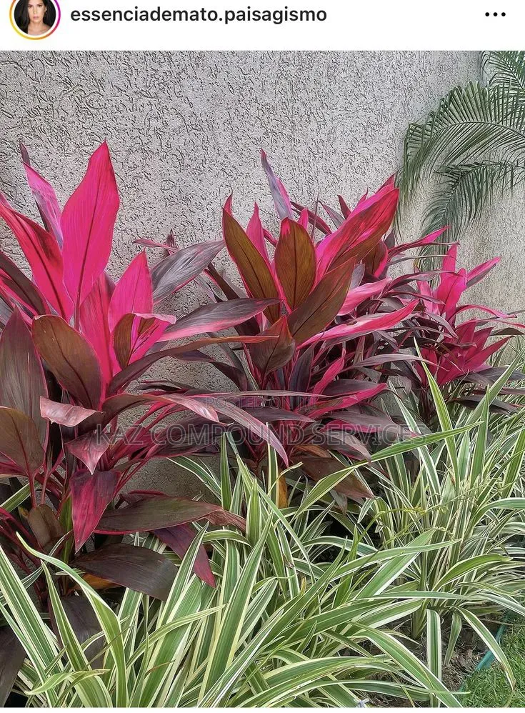 Flower Bed Designing