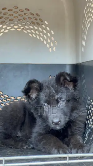 1-3 months Male Purebred German Shepherd