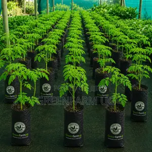 Moringa Seedlings