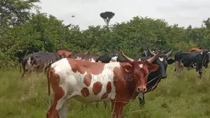 Hot Deal, Cows And Goats Plus Land With One Price