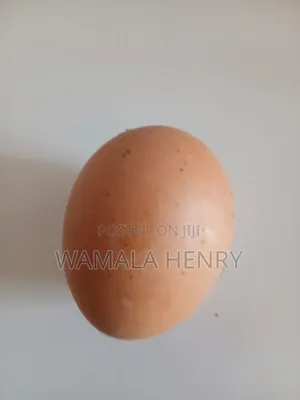 Eggs From Our Locally Reared Birds