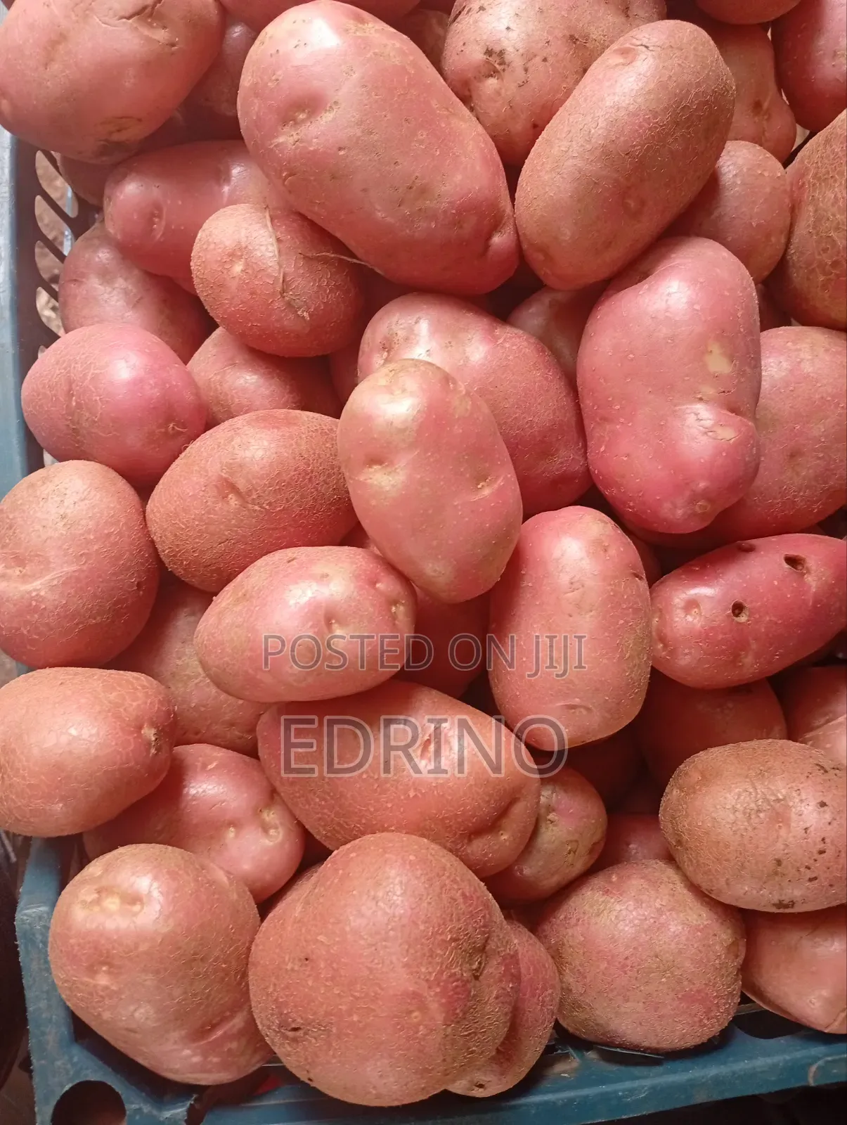 Irish Potatoes Alika