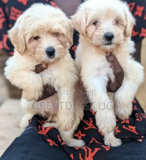 1-3 months Female Purebred Maltese