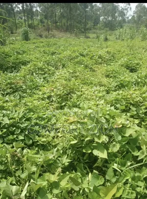 Sweet Potatoes