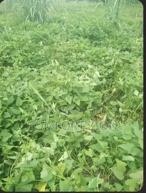Sweet Potatoes
