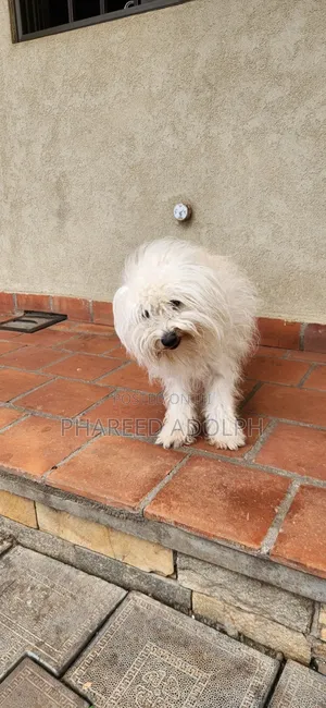 1+ year Female Purebred Maltese Shih Tzu