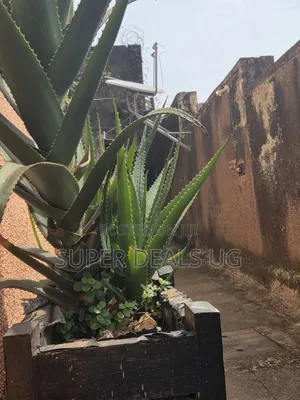 Fresh Aloevera Plants