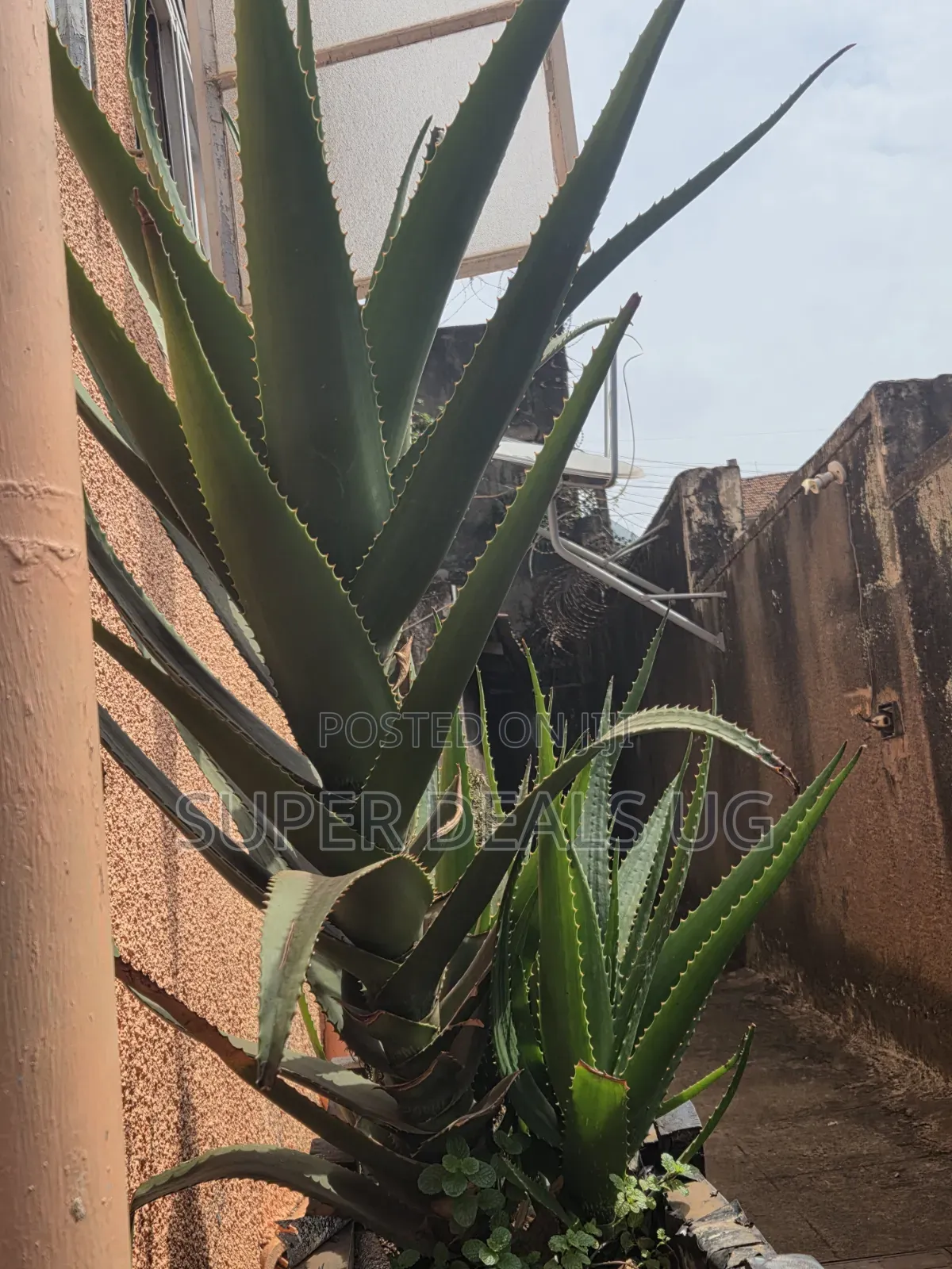 Fresh Aloevera Plants
