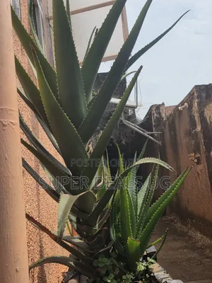 Fresh Aloevera Plants