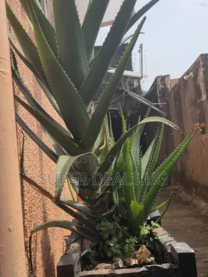 Fresh Aloevera Plants