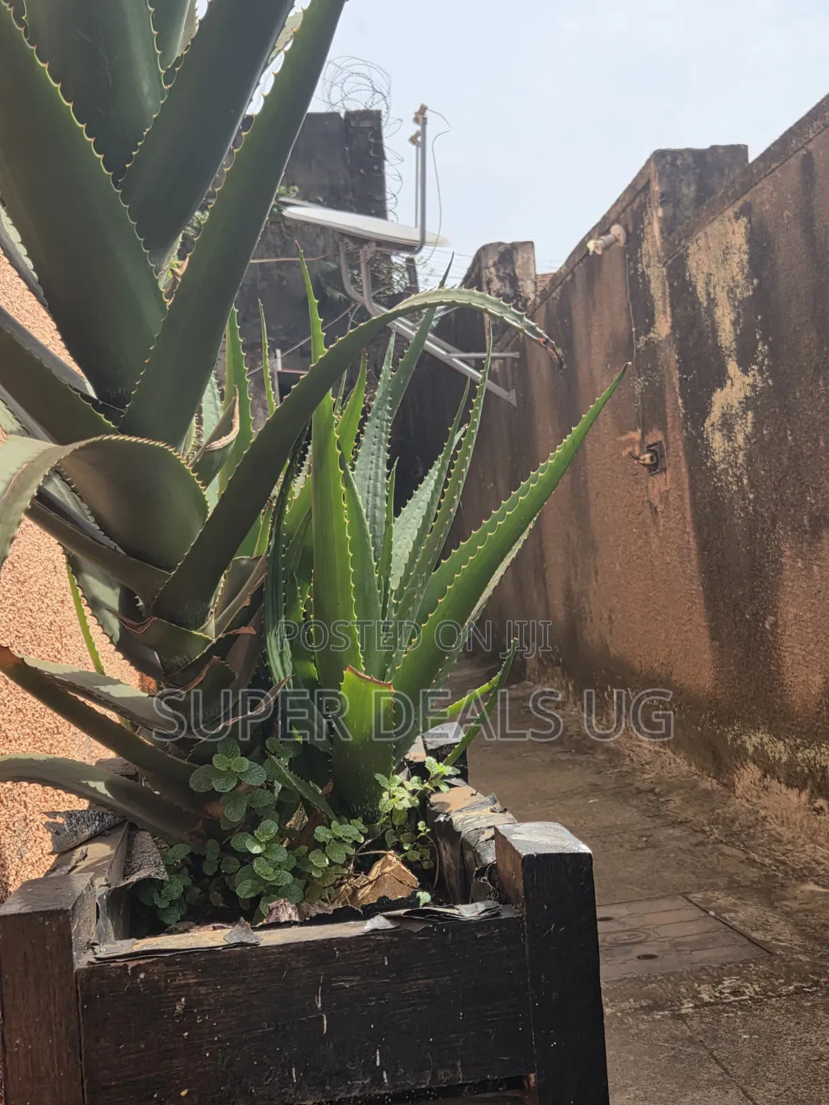 Fresh Aloevera Plants