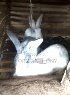 Exotic Rabbits Per Pair at 50,000