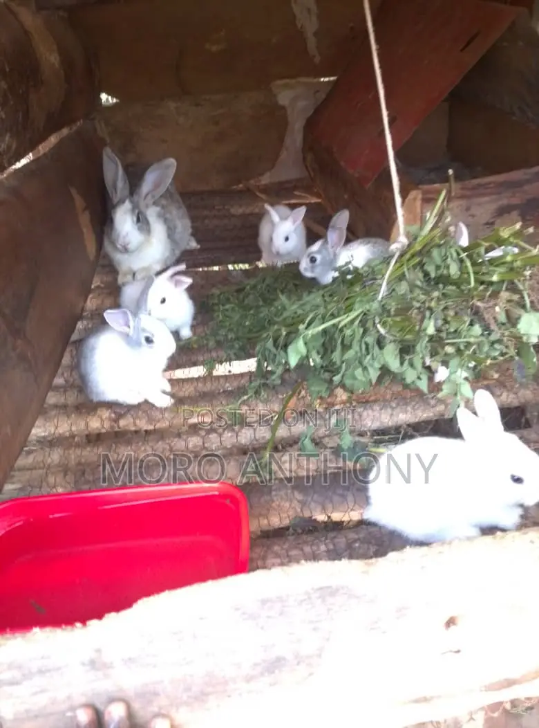Exotic Rabbits Per Pair at 50,000