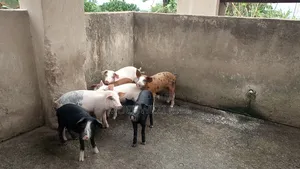 Hampshire and Duroc Breed