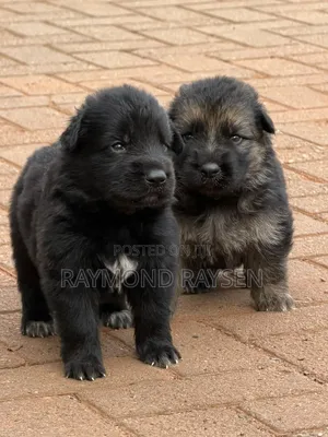 0-1 month Female Purebred German Shepherd