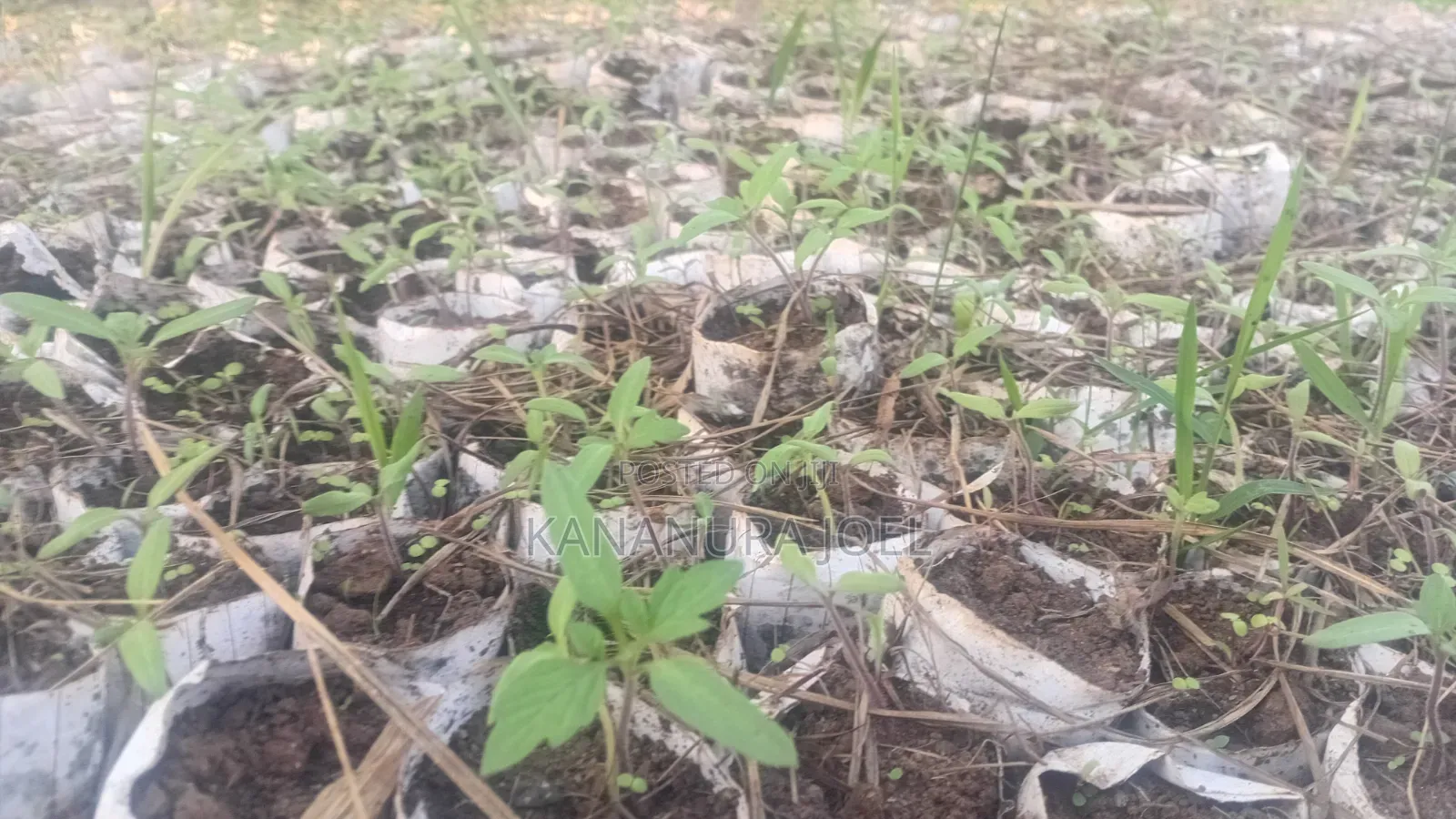 Ansal Tomato Seedlings