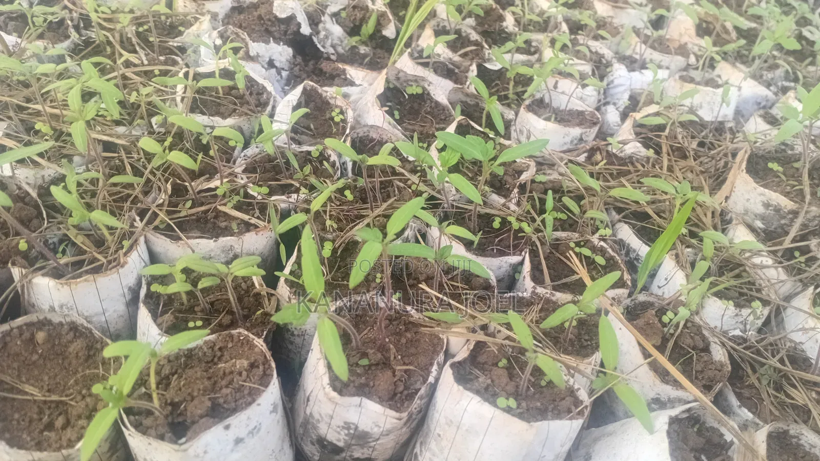 Ansal Tomato Seedlings
