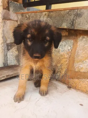 1-3 months Male Purebred German Shepherd