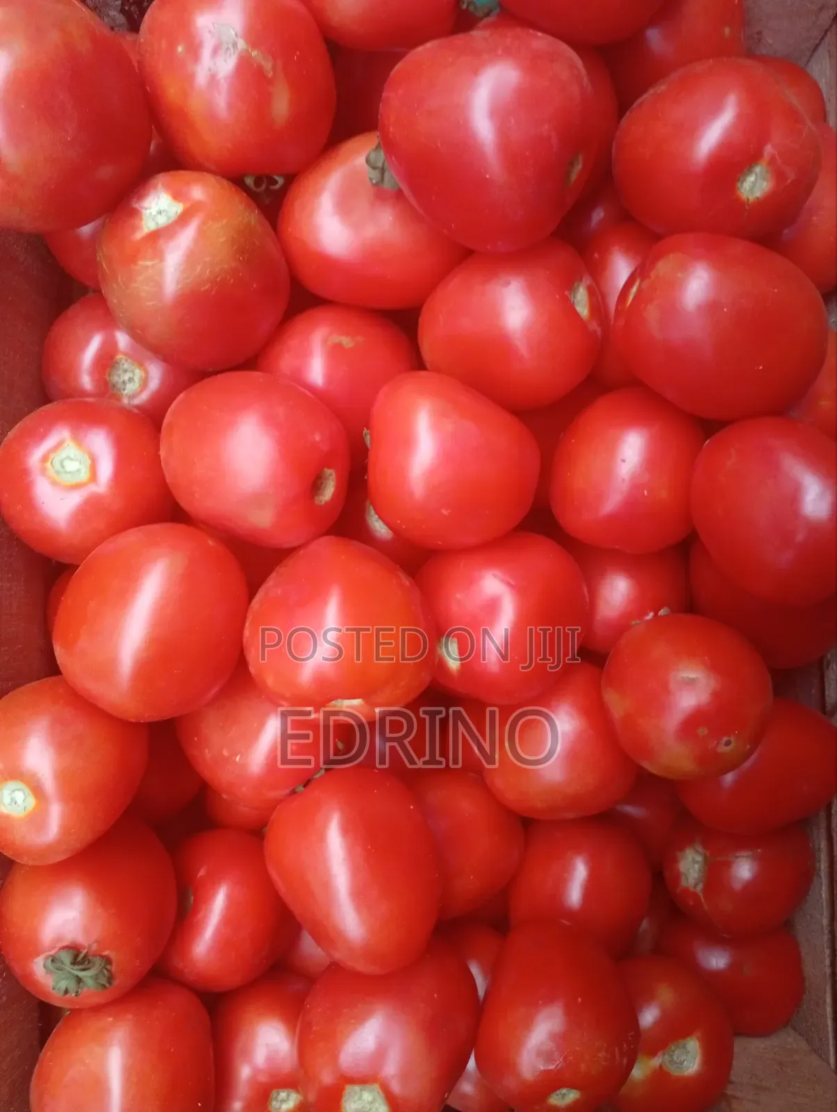 Fresh Tomatoes
