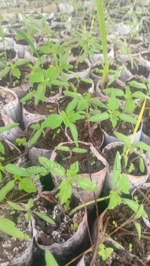 Ansal Tomato Seedlings