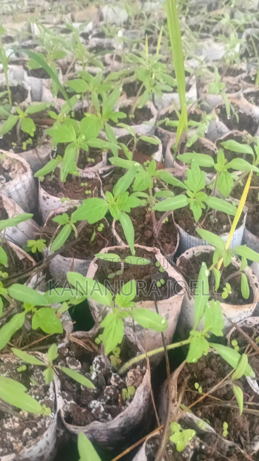 Ansal Tomato Seedlings