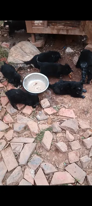 0-1 month Male Purebred German Shepherd