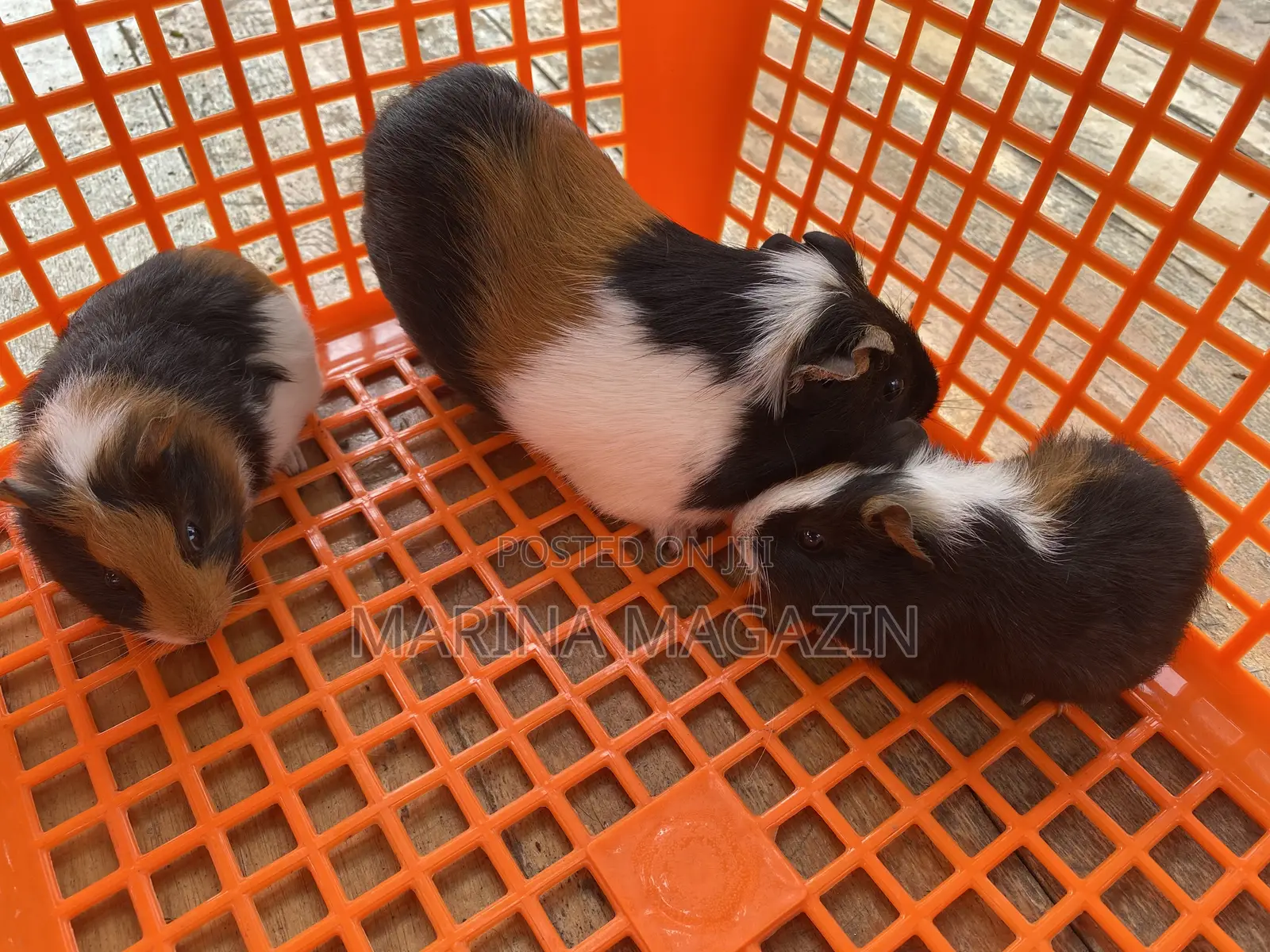 3 Guinepigs