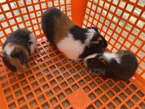3 Guinepigs