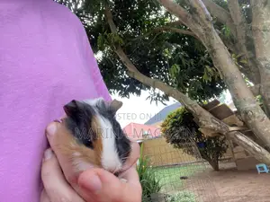 3 Guinepigs