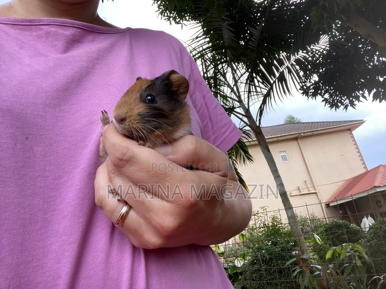3 Guinepigs