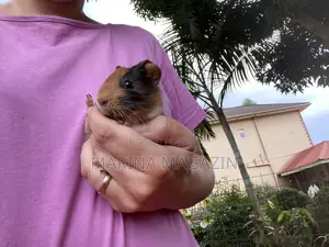 3 Guinepigs