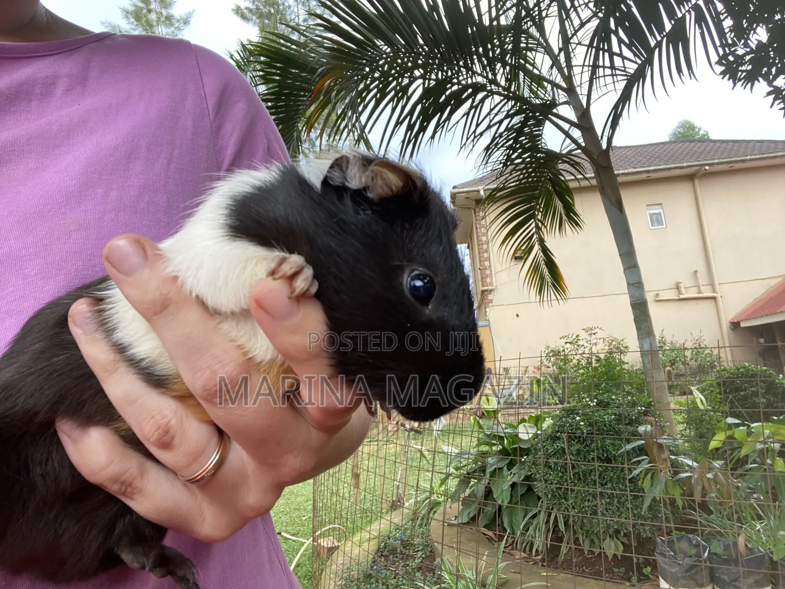 3 Guinepigs