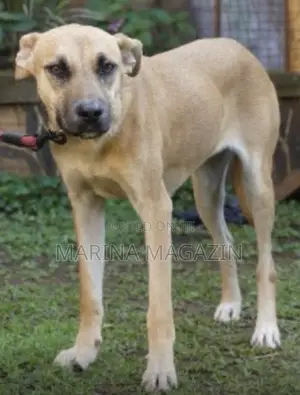 1+ year Female Mixed Breed German Shepherd