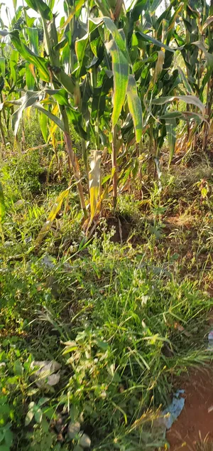 Land for Sell