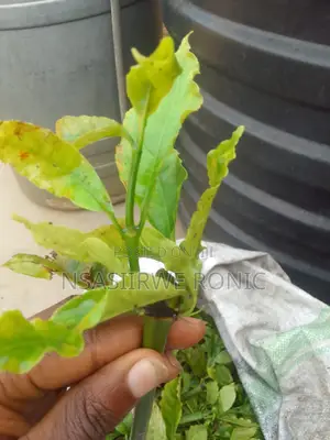 Coffee Cuttings Seeds